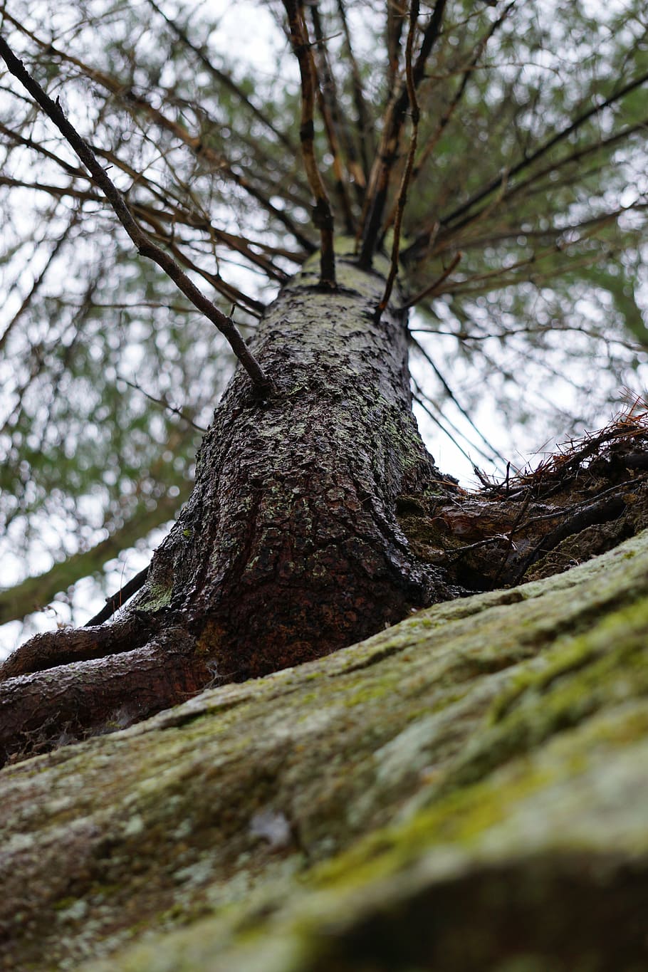 tree, cliff, pine, nature, natural, landscape, growth, scenic HD wallpaper
