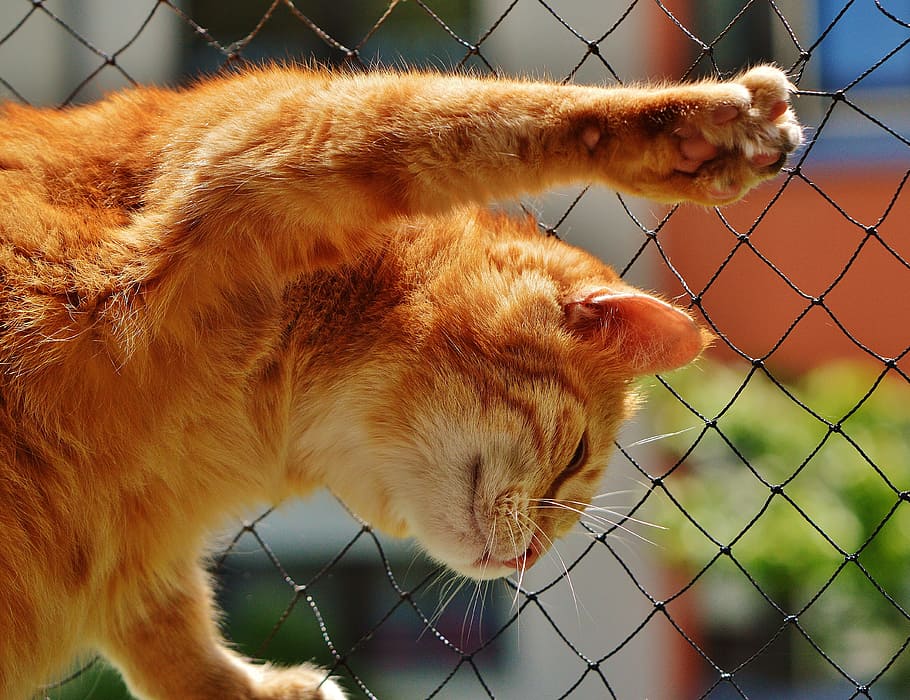 orange Tabby cat, face, close, view, eyes, portrait, adidas HD wallpaper