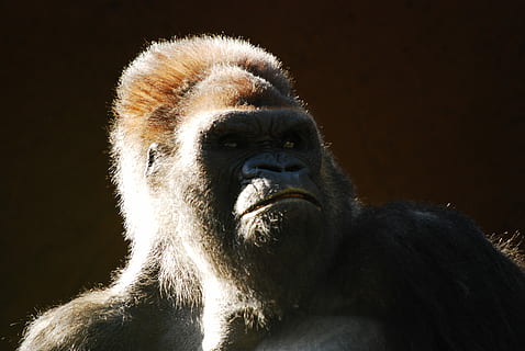 Gorilla, gorilla, ape, monkey, gibbon, mammal, animal, nature HD wallpaper