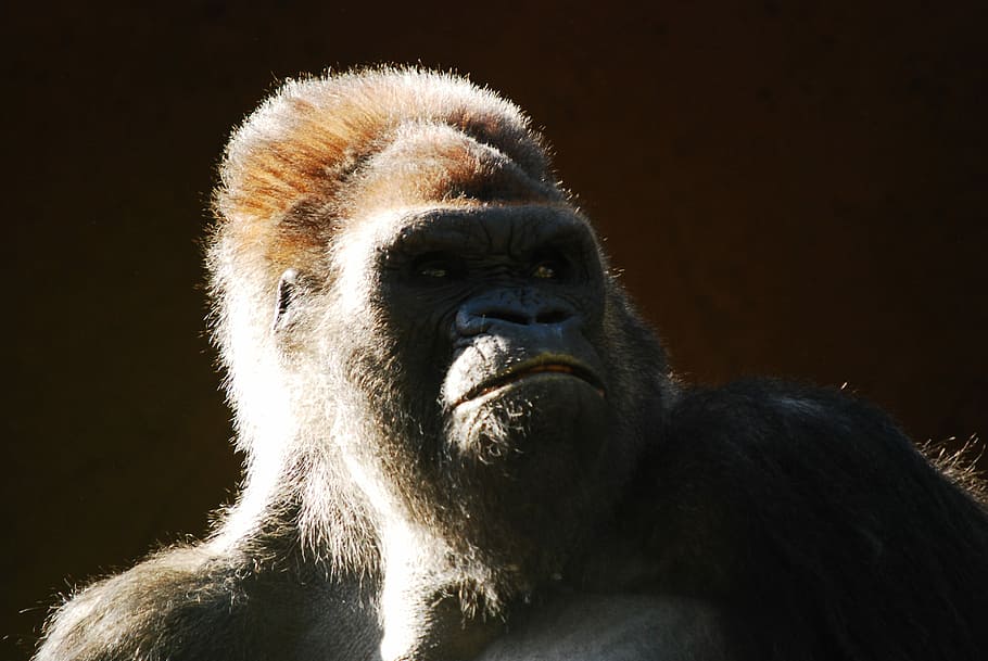 Gorilla, gorilla, ape, monkey, gibbon, mammal, animal, nature HD wallpaper
