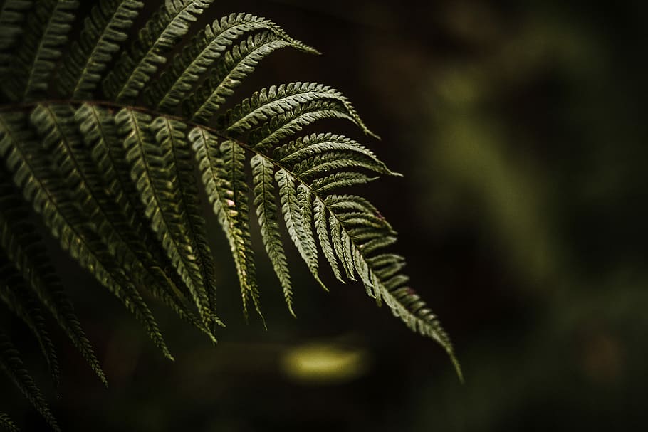 photo of green Fern plant leaf, selective focus photo of fern HD wallpaper