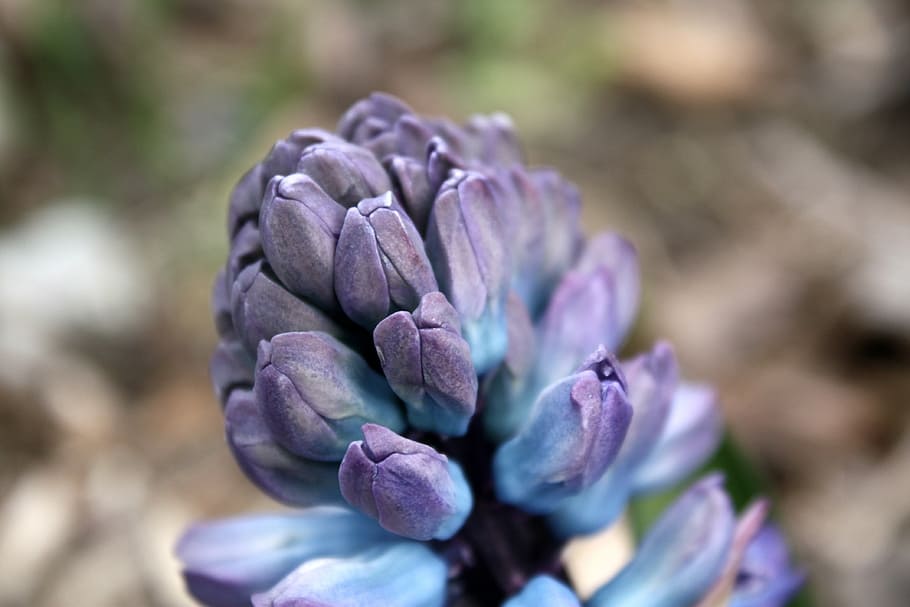 hyacinth, flower, spring, violet, garden, blooming, nature HD wallpaper