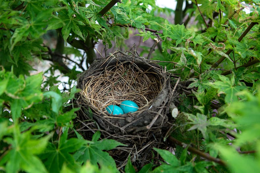 two eggs in bird nest, eggs in bird's nest on tree, birds nest