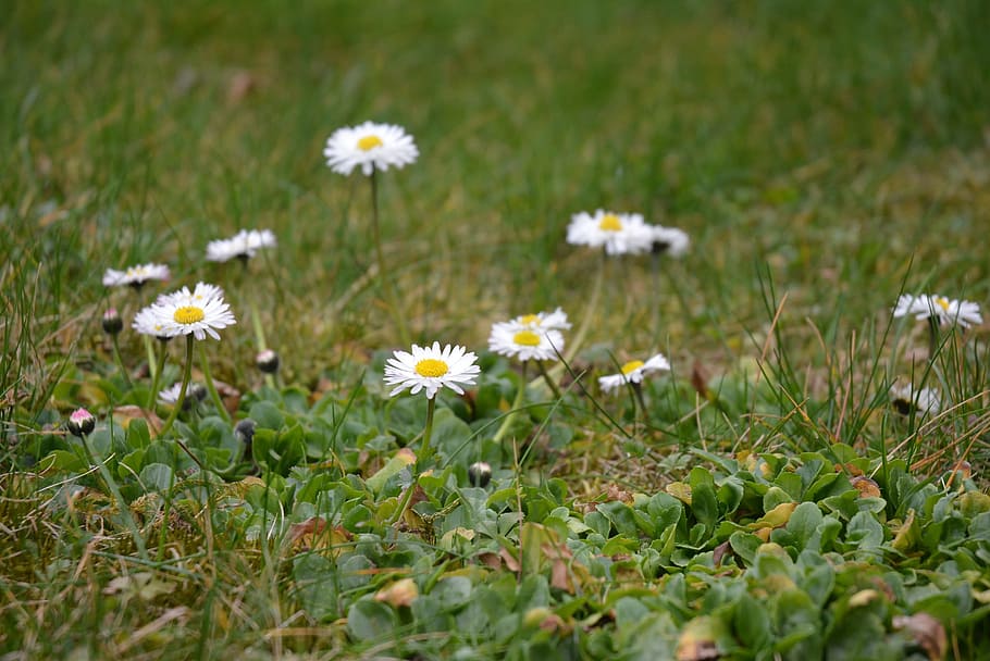 White Flower, green, nature, grass, daisy, meadow, outdoors HD wallpaper