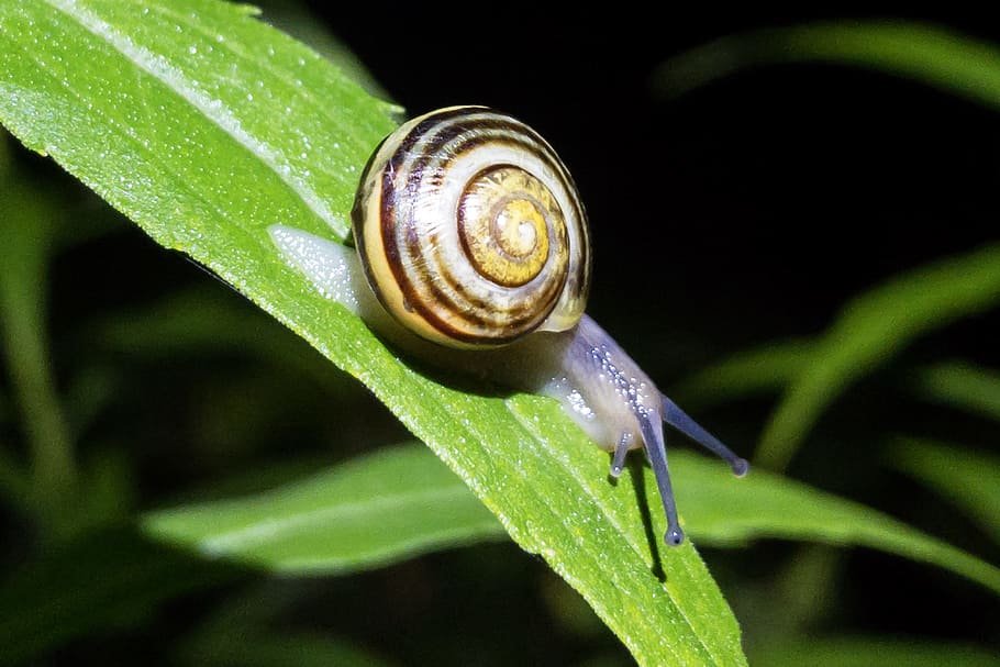 snail, leaf, macro, animal themes, animal wildlife, invertebrate HD wallpaper