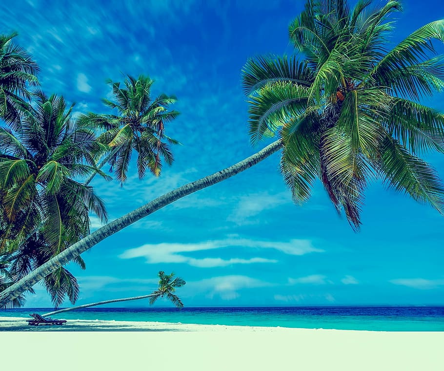 palm trees near seashore, beach, sand, paradise, holiday, bathing HD wallpaper