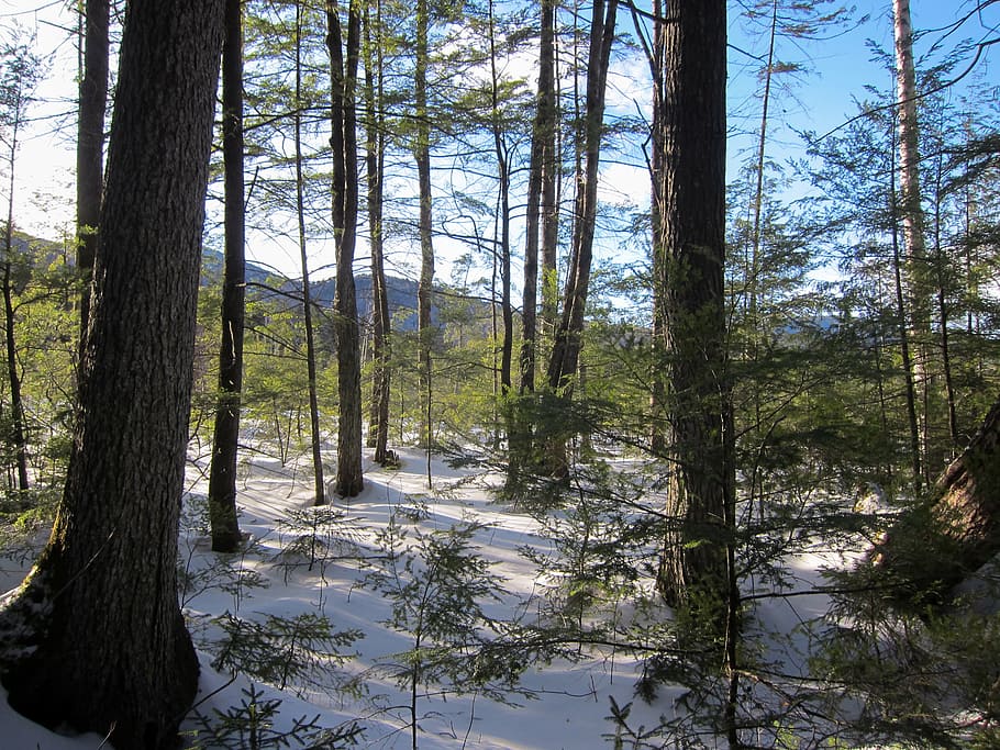 forest, landscape, nature, trees, woods, outdoors, scenics HD wallpaper