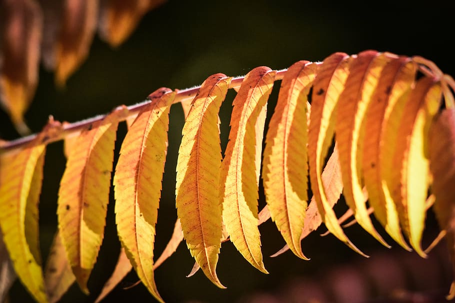 autumn, leaves, forest, fall foliage, fall color, close-up HD wallpaper
