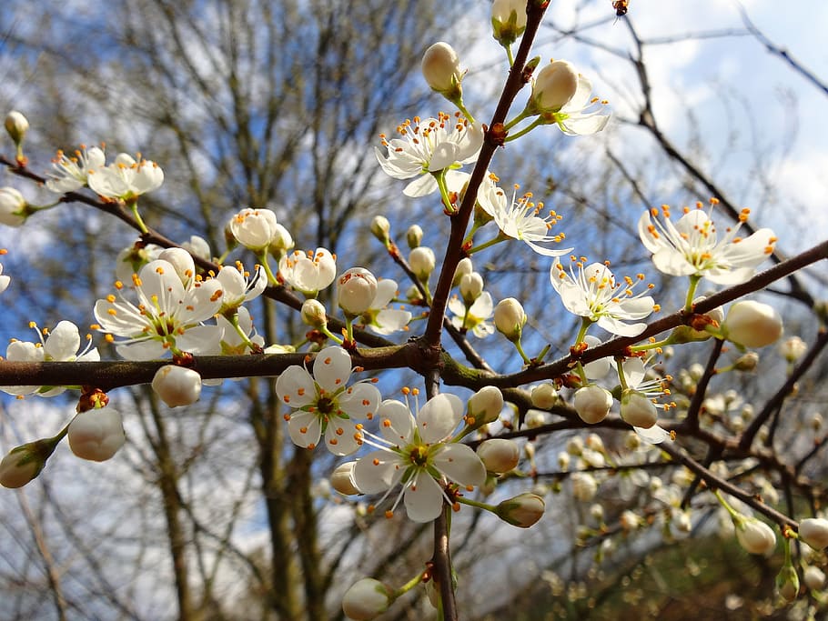 Cherry Blossom, Bloom, Flowers, fruit tree, spring, garden HD wallpaper