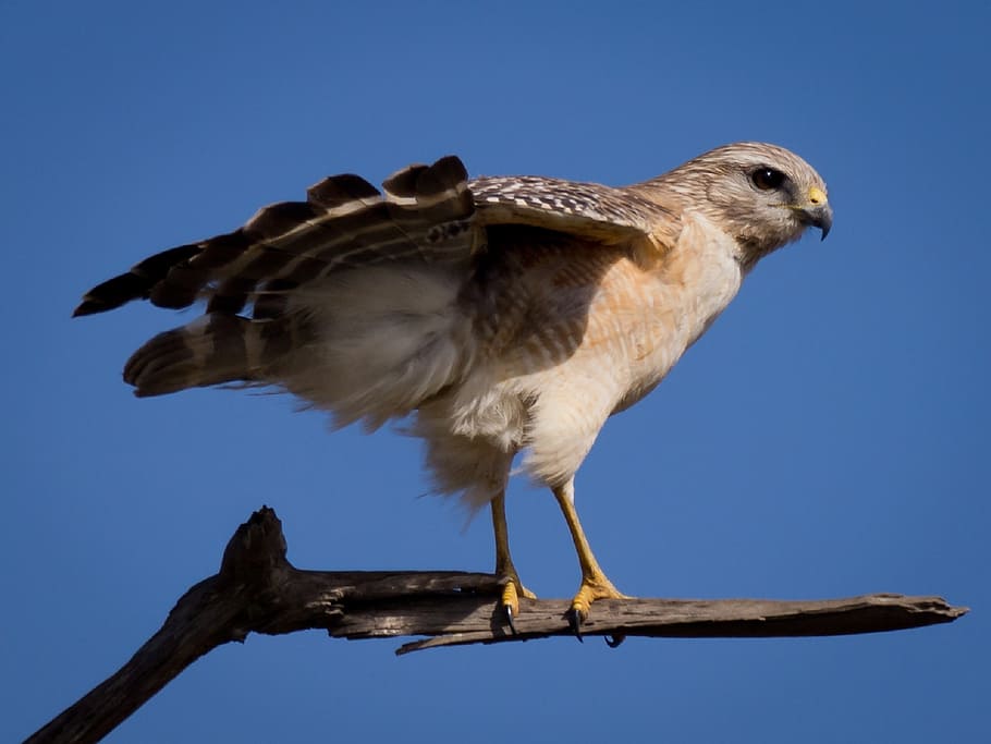 red-shouldered hawk, raptor, bird, predator, wildlife, nature HD wallpaper