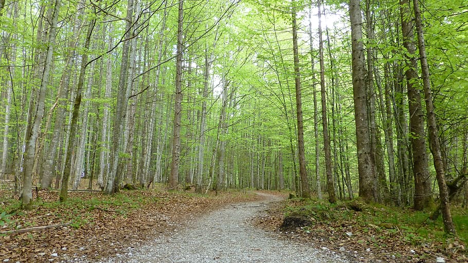 deciduous forest, away, spring, nature, trees, green, plant HD wallpaper