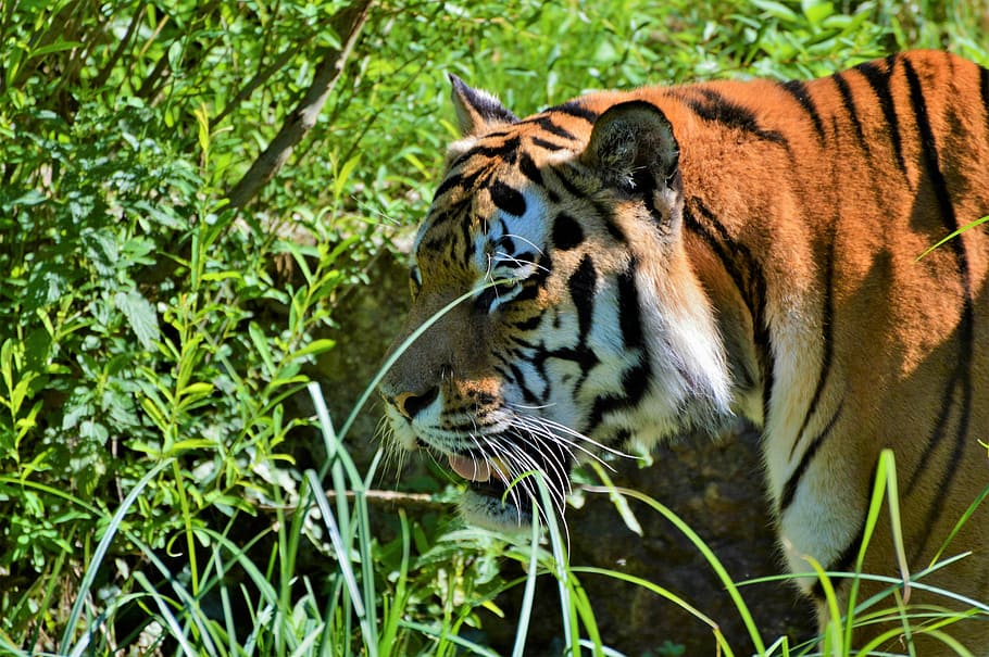 Tiger, Big Cat, Predator, tiergarten, zoo, tierpark hellabrunn HD wallpaper