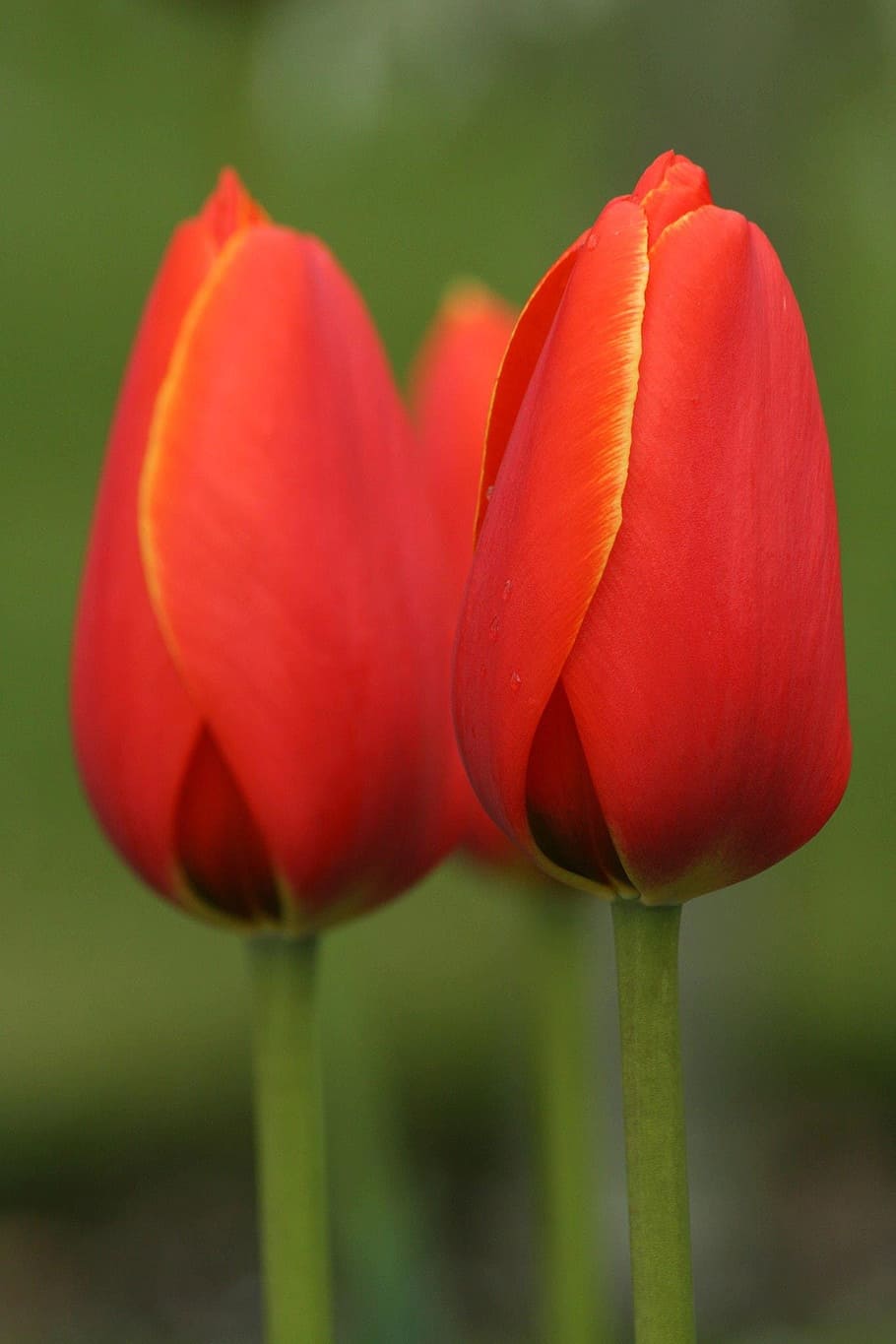 Tulip, Flowers, Spring, nature, plant, red, springtime, beauty In Nature HD wallpaper