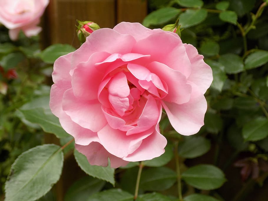 Rose, Pink, Pink, Blossom, Bloom, Flower, plant, leaves, green HD wallpaper