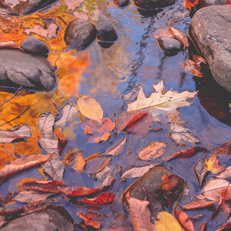 wet, rocks, river, nature, leaves, fall, water, plant part HD wallpaper