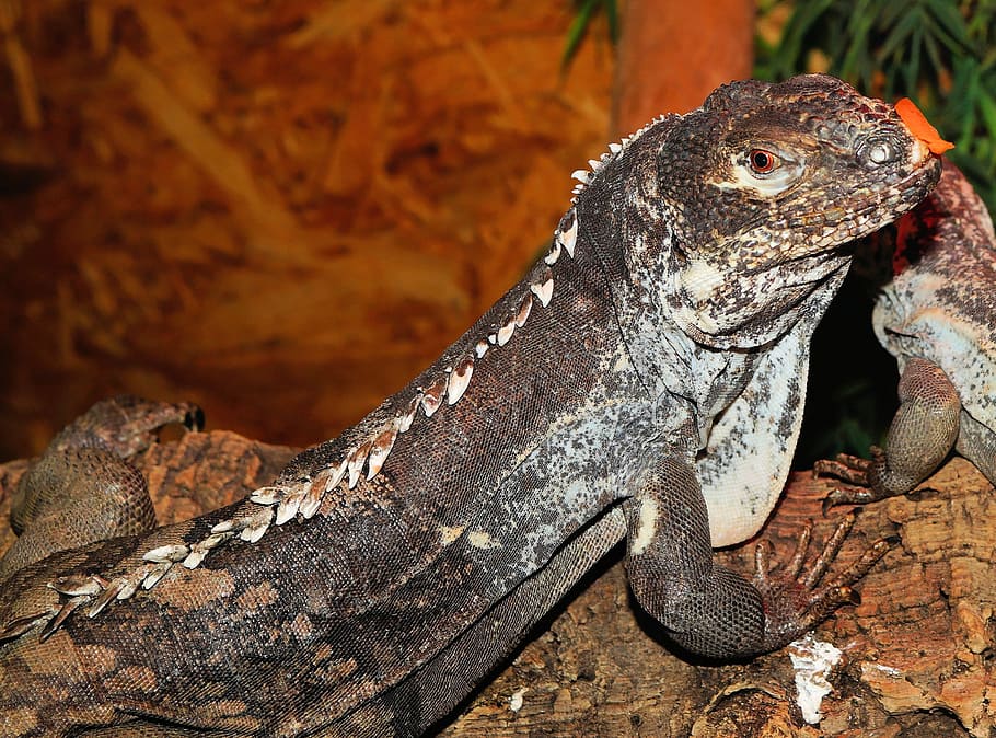 Lizard, Iguana, Reptile, Scale, terrarium, urtier, dry, hot HD wallpaper
