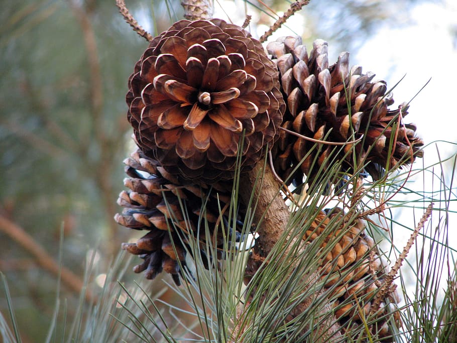 pine cones, conifer, pine needles, plant, focus on foreground HD wallpaper