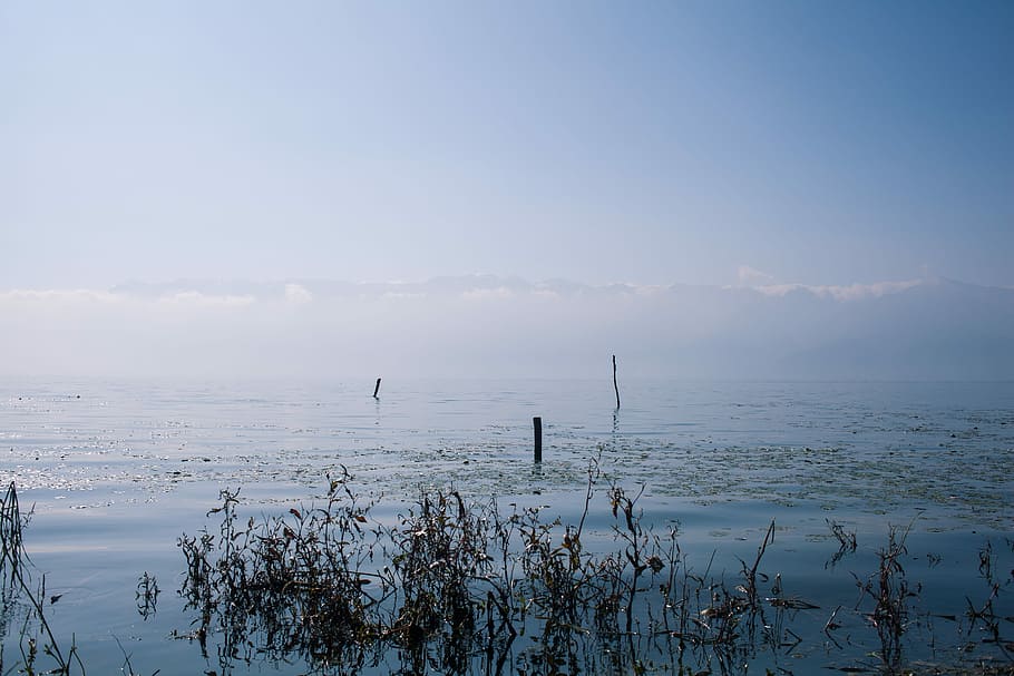 clear view skies and body of water photography, blue, branches HD wallpaper