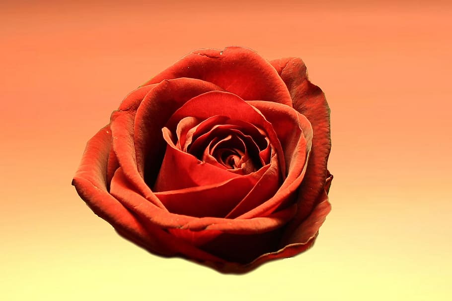 flower, rose, head, red, bloom, blossom, botanical, close up, HD wallpaper