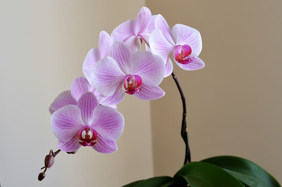 pink moth orchid, Lila, Flower, Nature, Plant, beautiful, ornamental plants