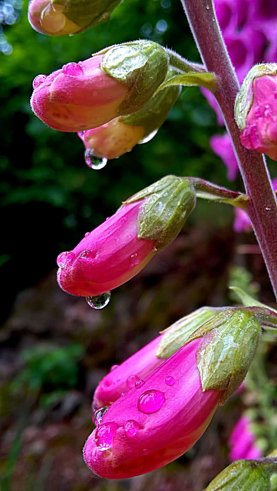 nature, drop, plant, beauty in nature, flowering plant, growth HD wallpaper
