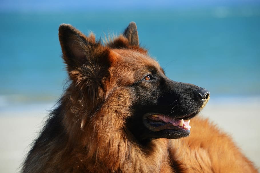 closeup photo of black and red German Shepherd, dog, pets, animal