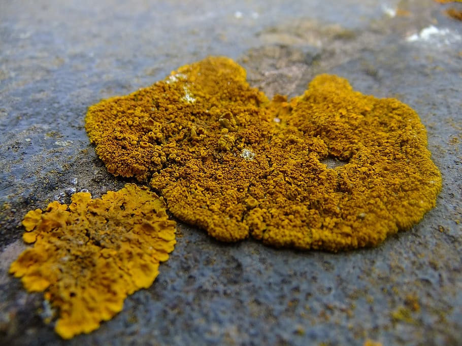 Lichen, Wall, Brick, Microscopic, Yellow, orange, close-up HD wallpaper