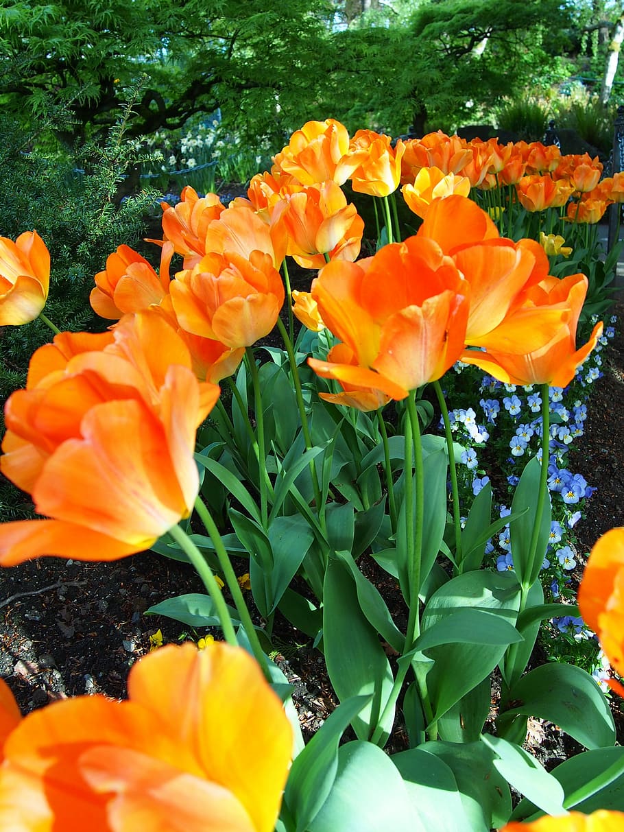 Flowers, Orange, bright, orange color, growth, plant, nature HD wallpaper