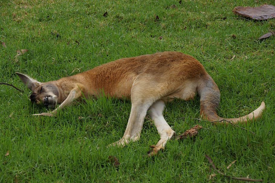 Kangaroo, Rest, Grass, Sloth, Sleep, national park, australia HD wallpaper