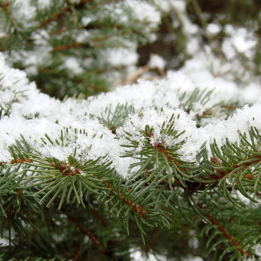 pine, leaves, snow, winter, covered, flora, white, cold temperature HD wallpaper