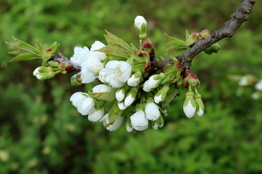 shallow focus photography of white flowers, cherry, the buds HD wallpaper
