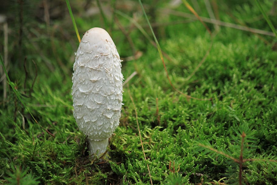 comatus, mushroom, mushrooms, white, nature, forest, autumn HD wallpaper