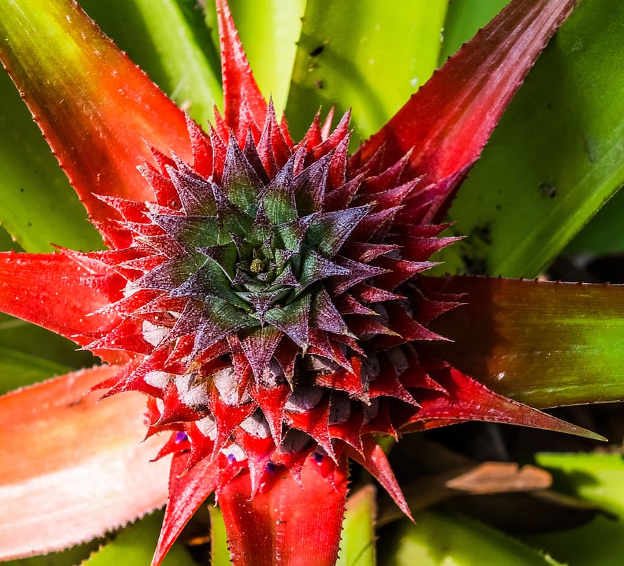 young pineapple, fruit, plant, growth, close-up, beauty in nature HD wallpaper