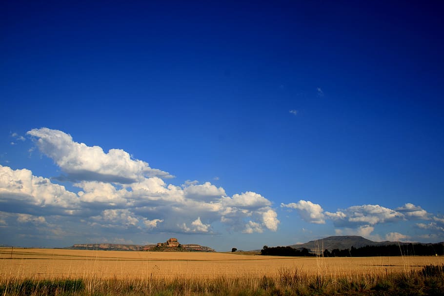 hay field, veld, grass, yellow ochre, big blue sky, white clouds, HD wallpaper