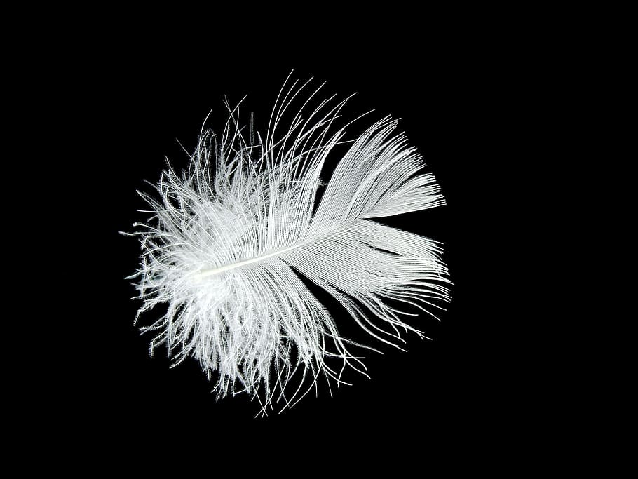 macro photography of white feather, down, filigree, slightly HD wallpaper