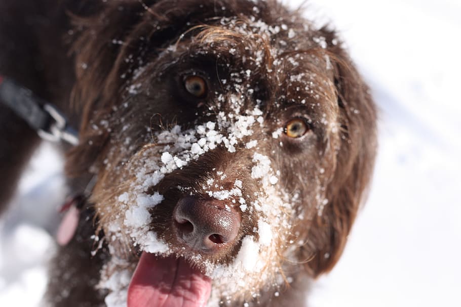 wire-haired liver dog standing on snow at daytime, pet, animal