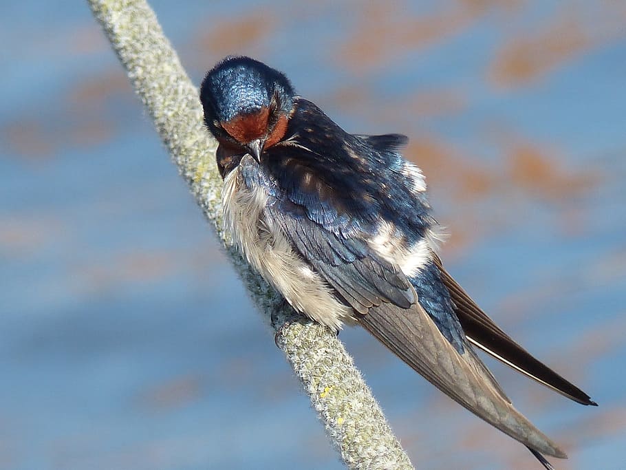 Bird, swallow, young, young swallow, animal, wildlife, nature HD wallpaper