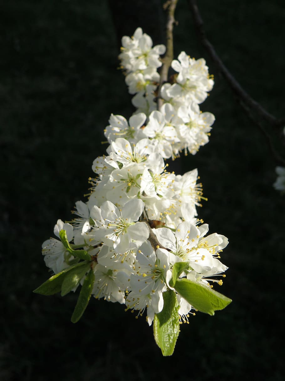 Flowers, Fruit Tree, Tree, Spring, Spring, White, white color HD wallpaper
