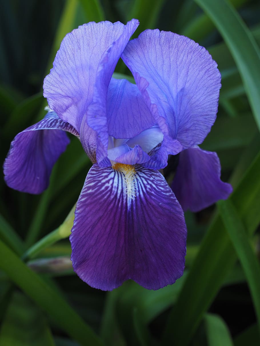 close up photography of purple petaled flower, iris, lily, blossom HD wallpaper