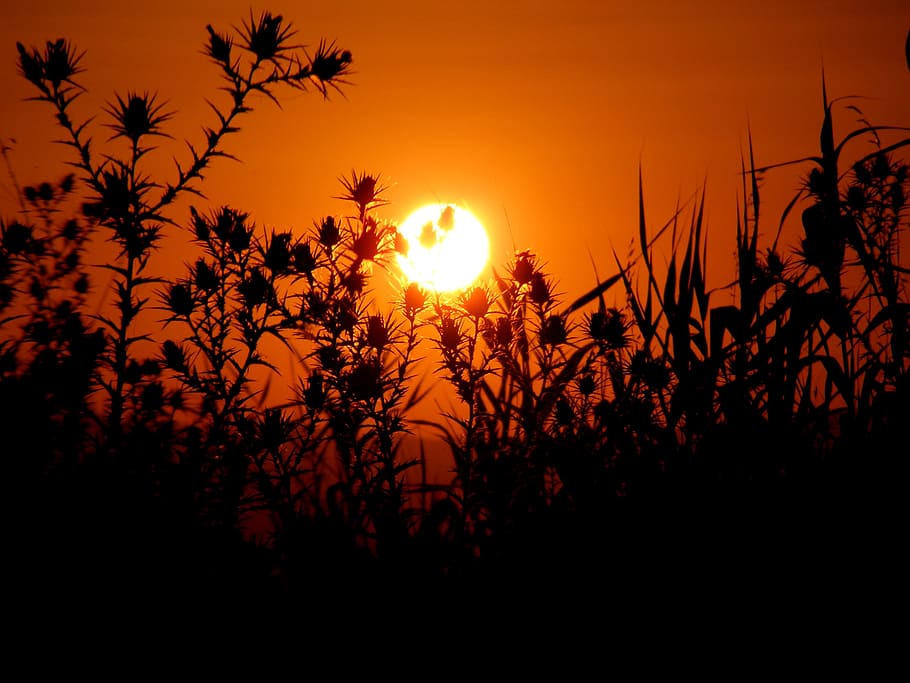sunset, plants, spin, sky, red, cane, orange, fire, beauty in nature HD wallpaper