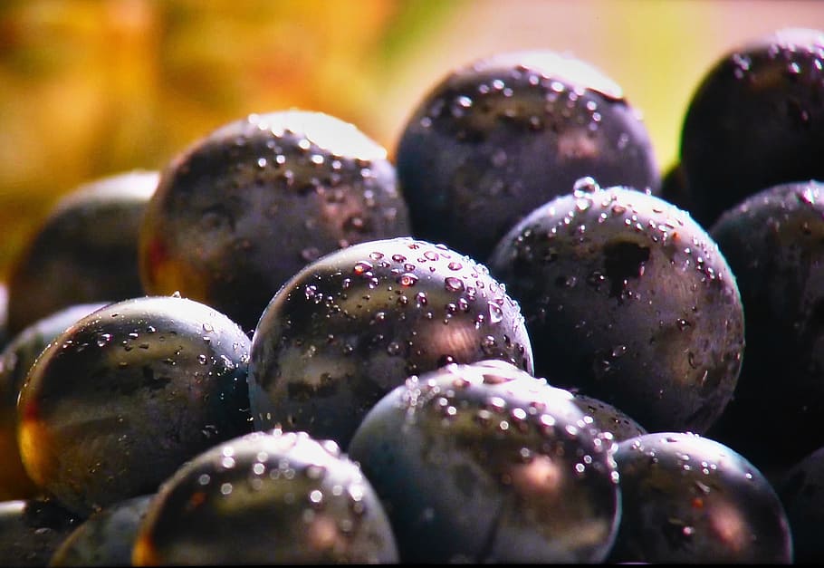 grapes, fruit, blue, after, washing, drops, food and drink HD wallpaper