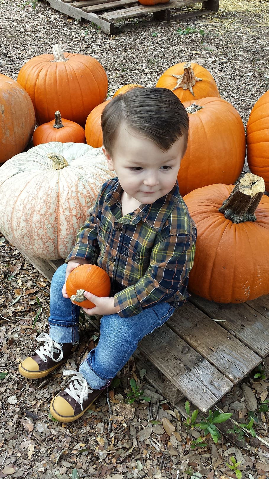 pumpkin, fall, boy, child, childhood, one person, boys, food and drink HD wallpaper