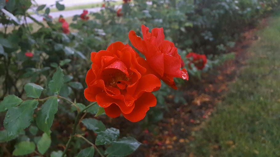 regnvåt rose, red rose, water drops, plant, planting, flowers, HD wallpaper