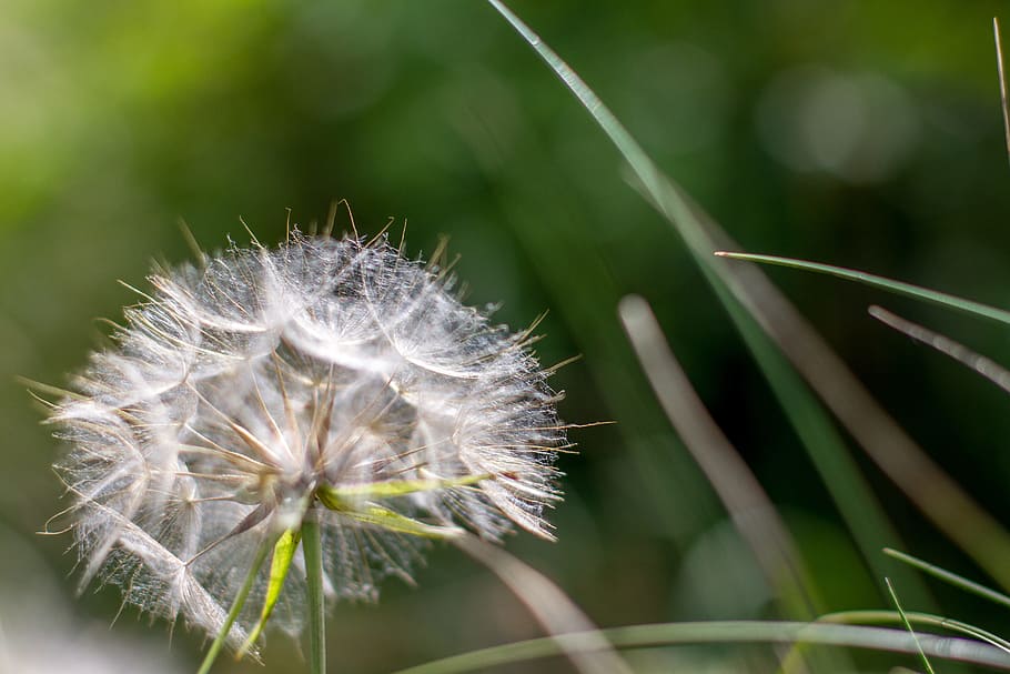 flower, dandelion, nature, pointed flower, close, plant, wild flower HD wallpaper