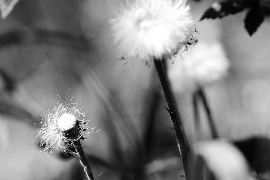 flower, spring, nature, spring flower, flowering plant, close-up HD wallpaper