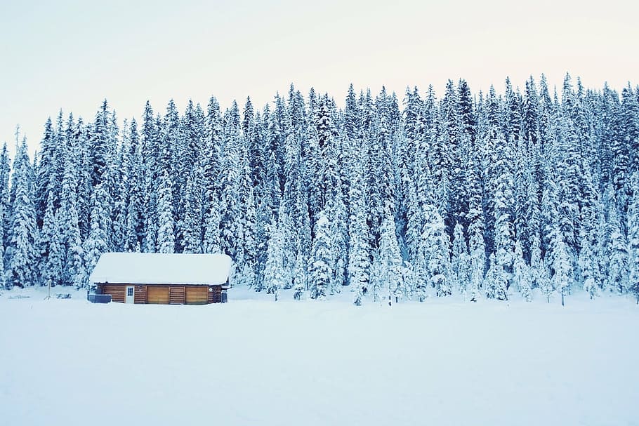 brown wooden house near the forest, cabin, isolated, cold, snow HD wallpaper