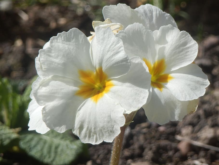 pretty, white, flowers, flowering plant, vulnerability, fragility HD wallpaper