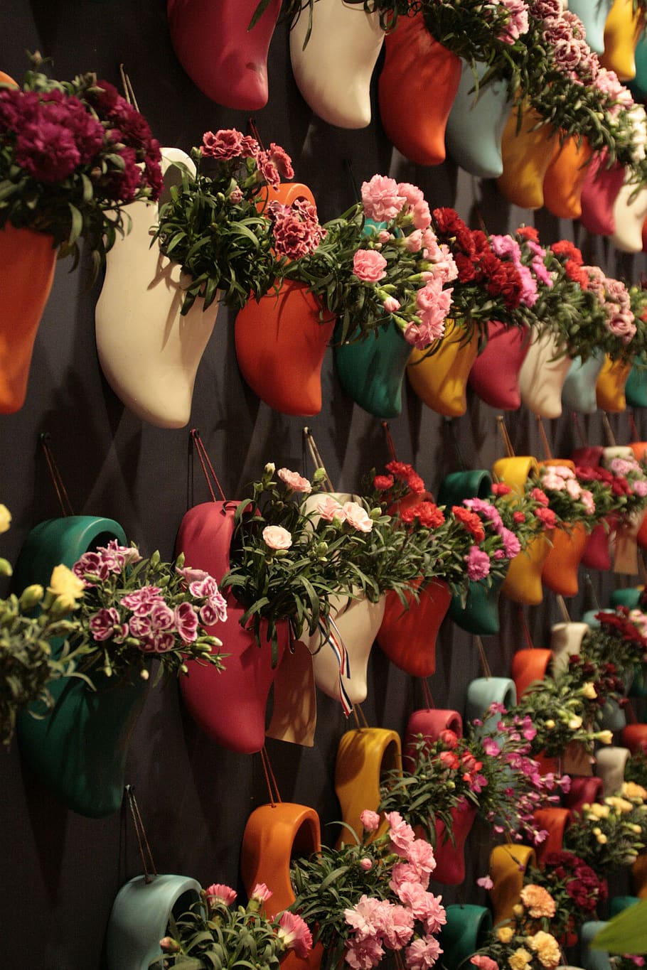 clogs, flowers, horticulture, flowering plant, freshness, choice HD wallpaper