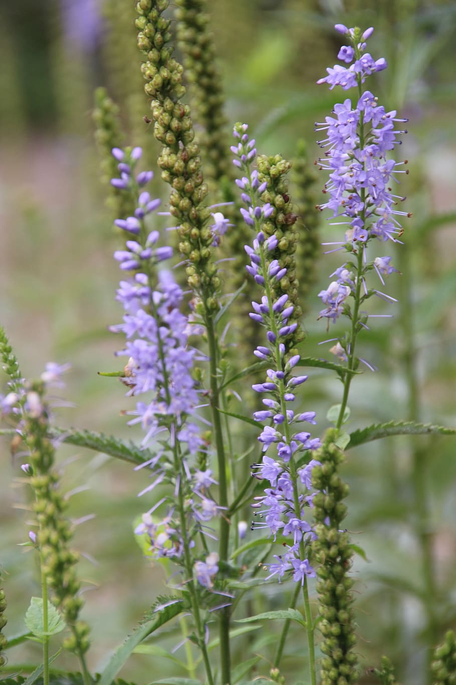 flowers, purple, violet, panicle, nature, small flower, close HD wallpaper