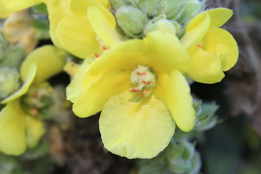 Mullein, Blossom, Bloom, Yellow, Flower, plant, close, fragility HD wallpaper